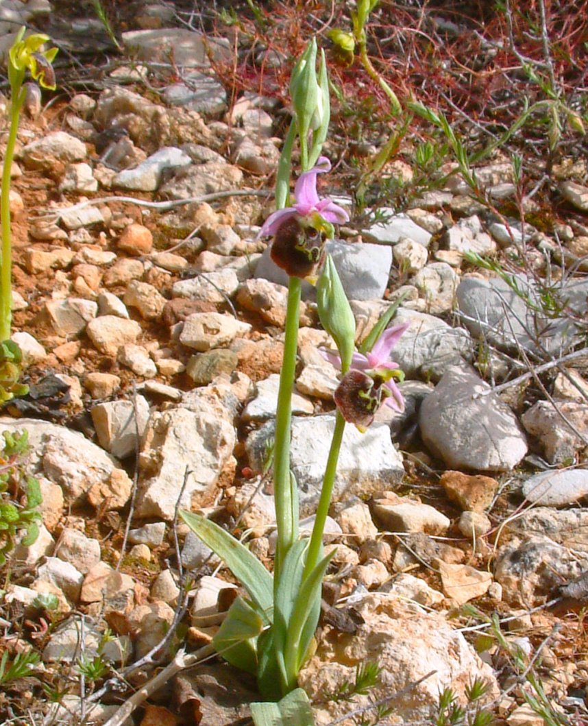 Ophrys lyciensis, la mia orchidea. Dalla Grecia con passione