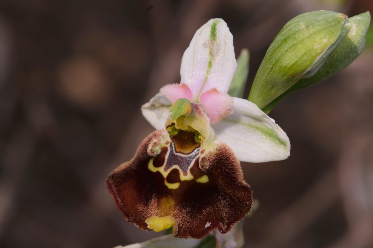 Ophrys lyciensis, la mia orchidea. Dalla Grecia con passione