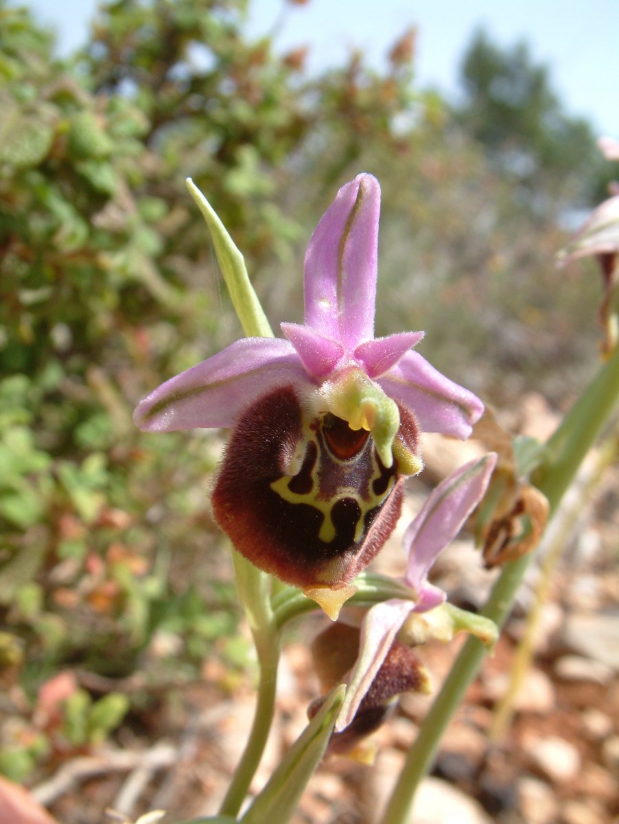 Ophrys lyciensis, la mia orchidea. Dalla Grecia con passione