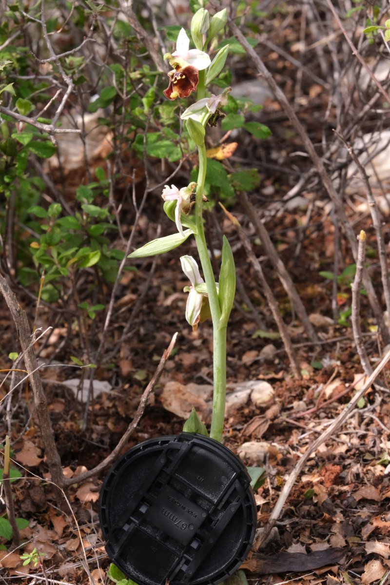 Ophrys lyciensis, la mia orchidea. Dalla Grecia con passione