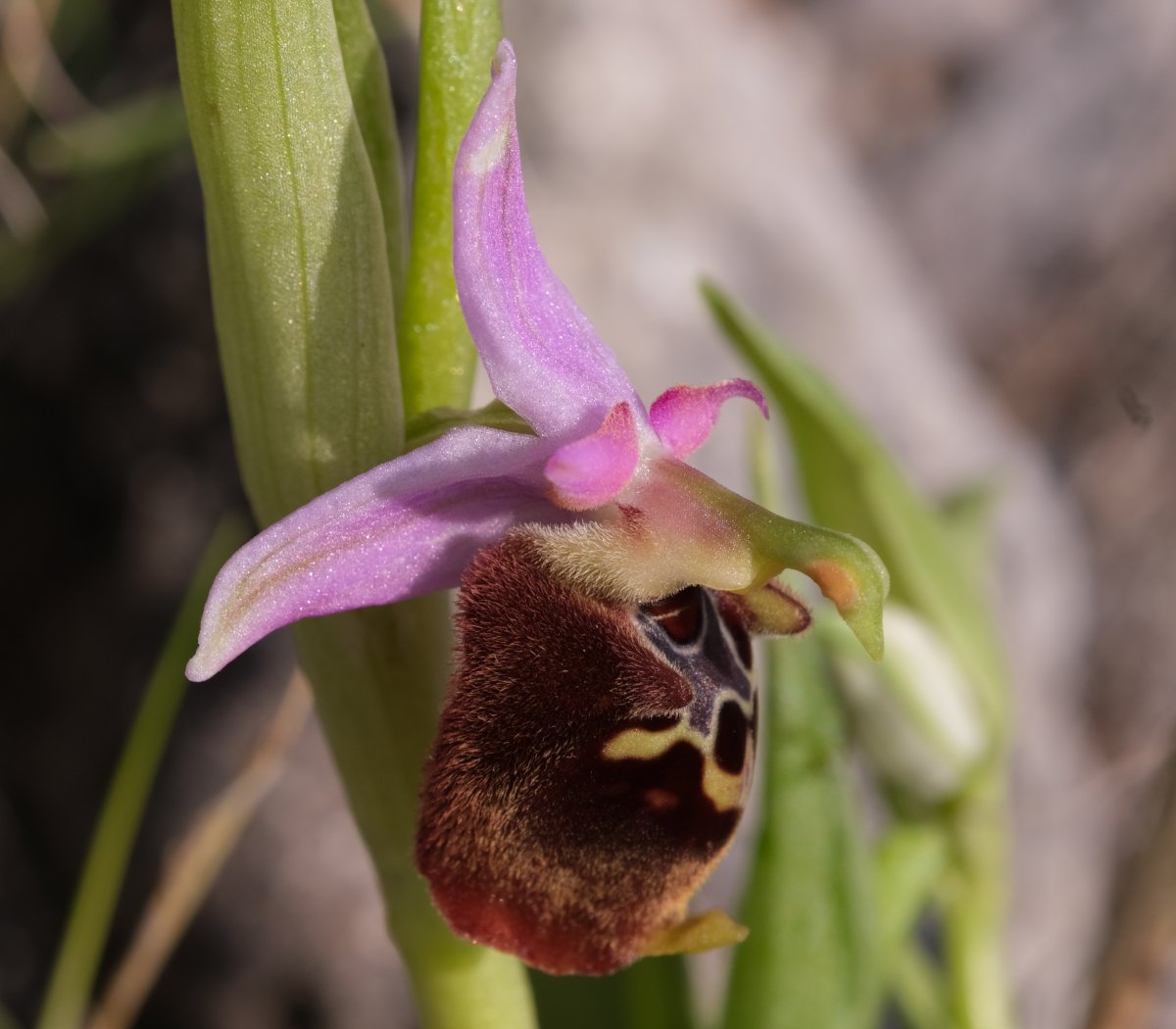 Ophrys lyciensis, la mia orchidea. Dalla Grecia con passione