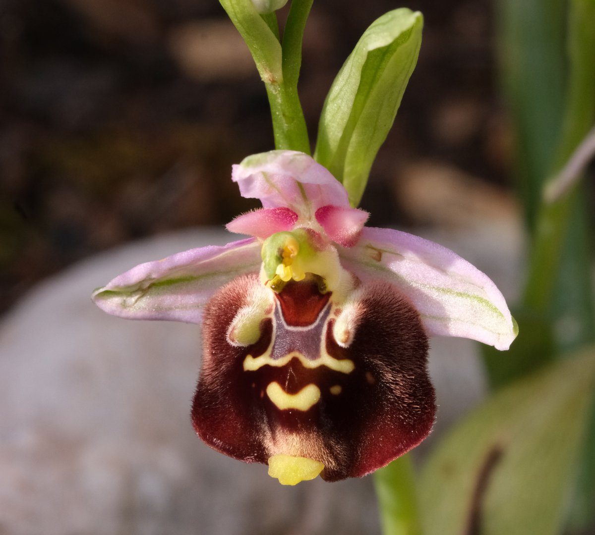 Ophrys lyciensis, la mia orchidea. Dalla Grecia con passione