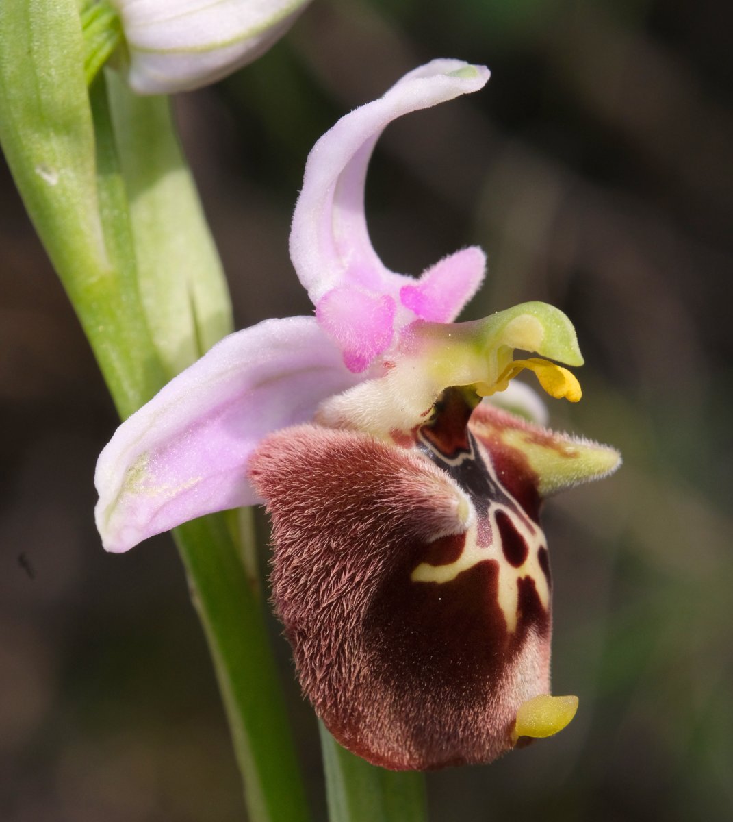 Ophrys lyciensis, la mia orchidea. Dalla Grecia con passione