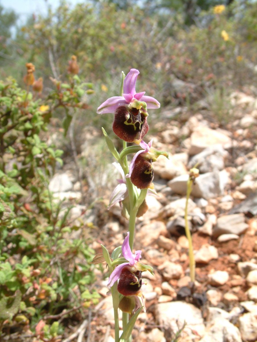 Ophrys lyciensis, la mia orchidea. Dalla Grecia con passione