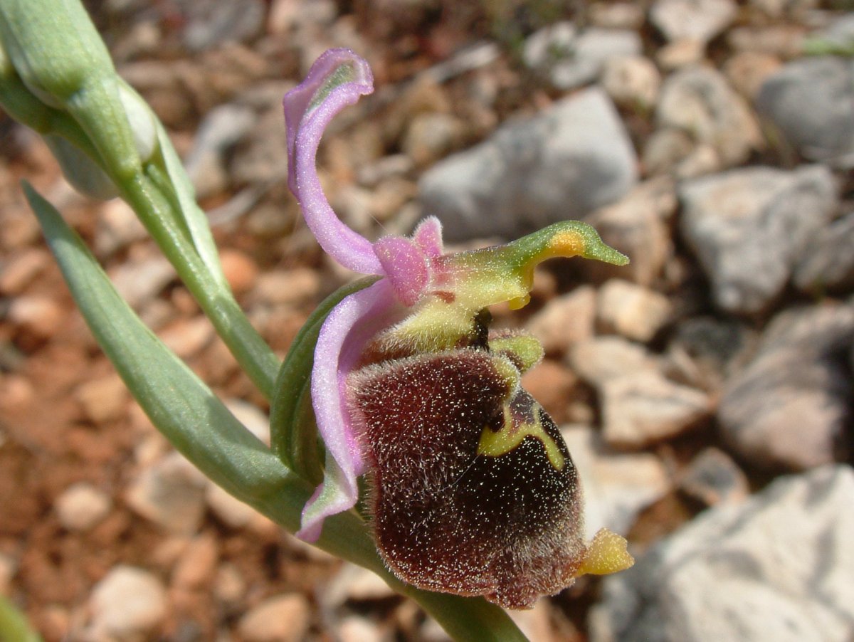 Ophrys lyciensis, la mia orchidea. Dalla Grecia con passione