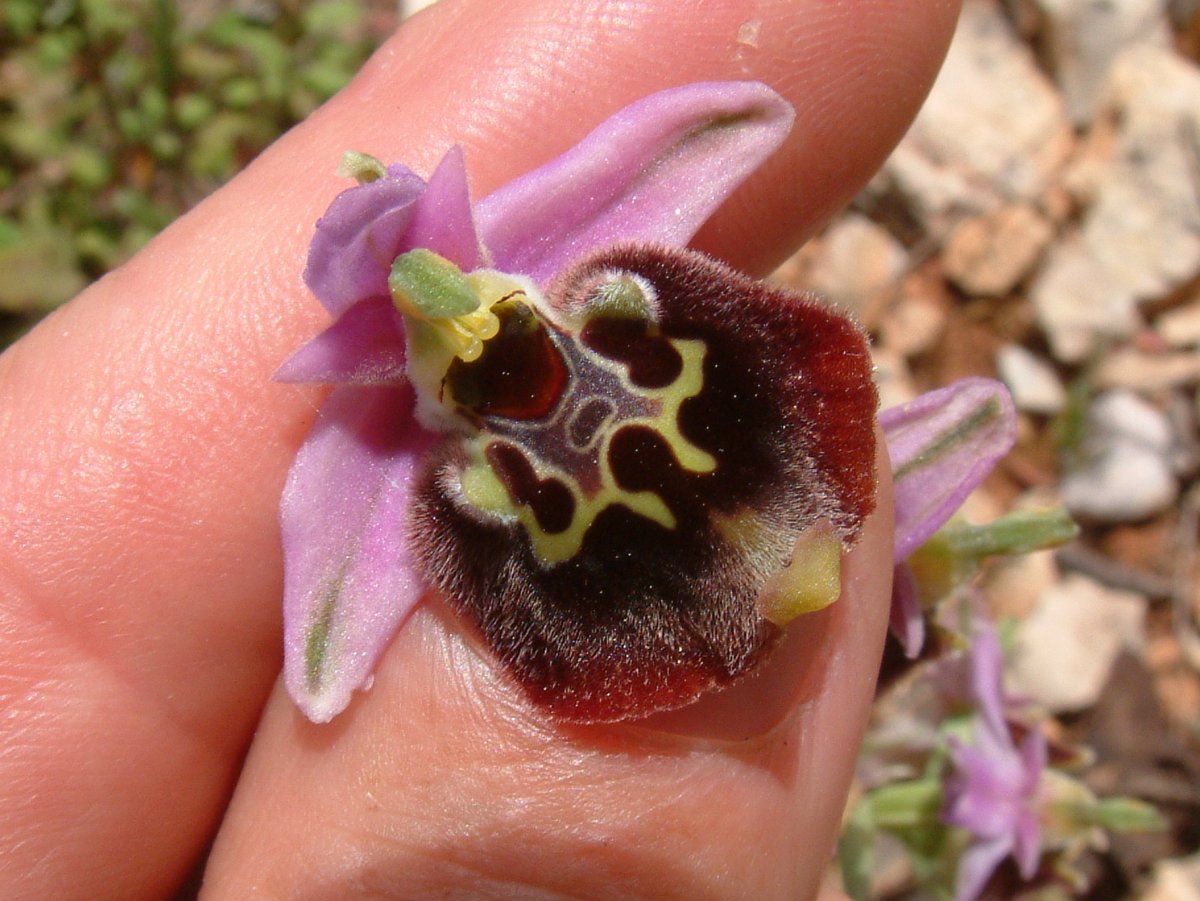 Ophrys lyciensis, la mia orchidea. Dalla Grecia con passione