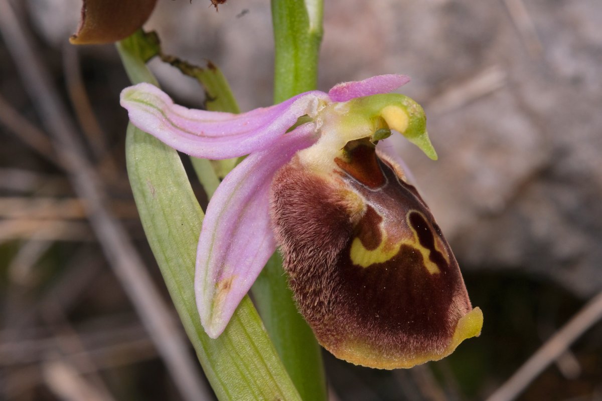 Ophrys lyciensis, la mia orchidea. Dalla Grecia con passione