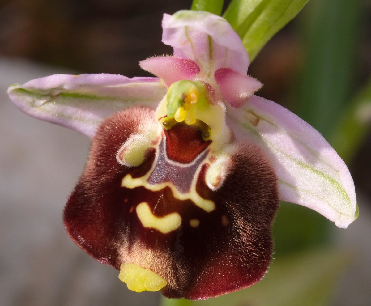 Ophrys lyciensis, la mia orchidea. Dalla Grecia con passione