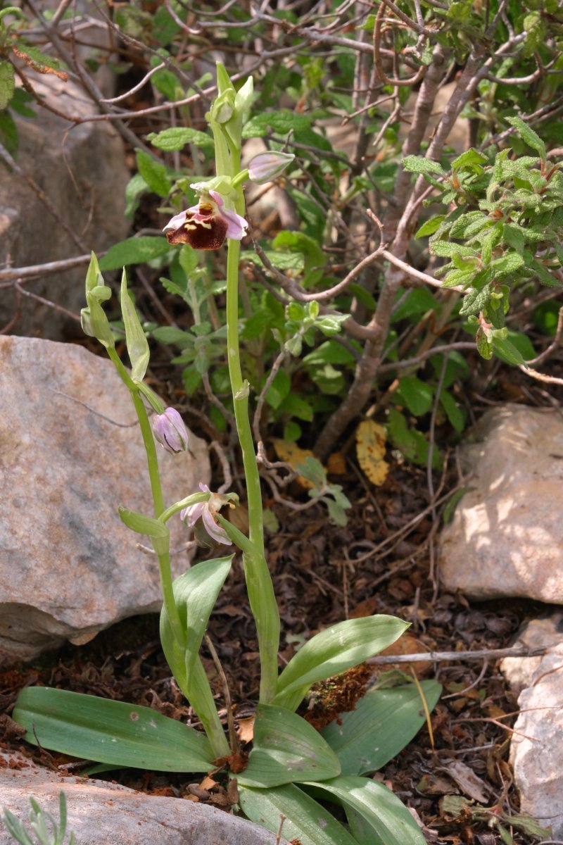 Ophrys lyciensis, la mia orchidea. Dalla Grecia con passione