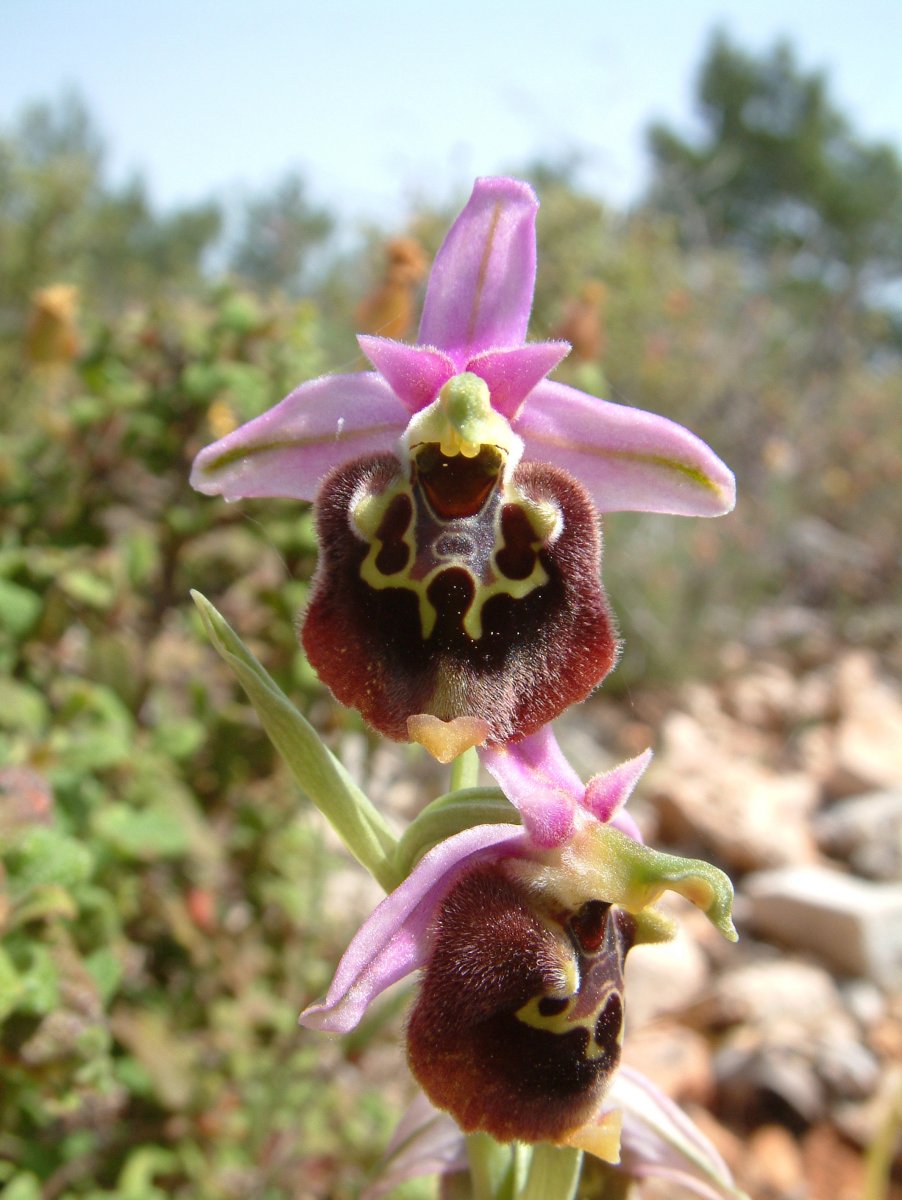 Ophrys lyciensis, la mia orchidea. Dalla Grecia con passione