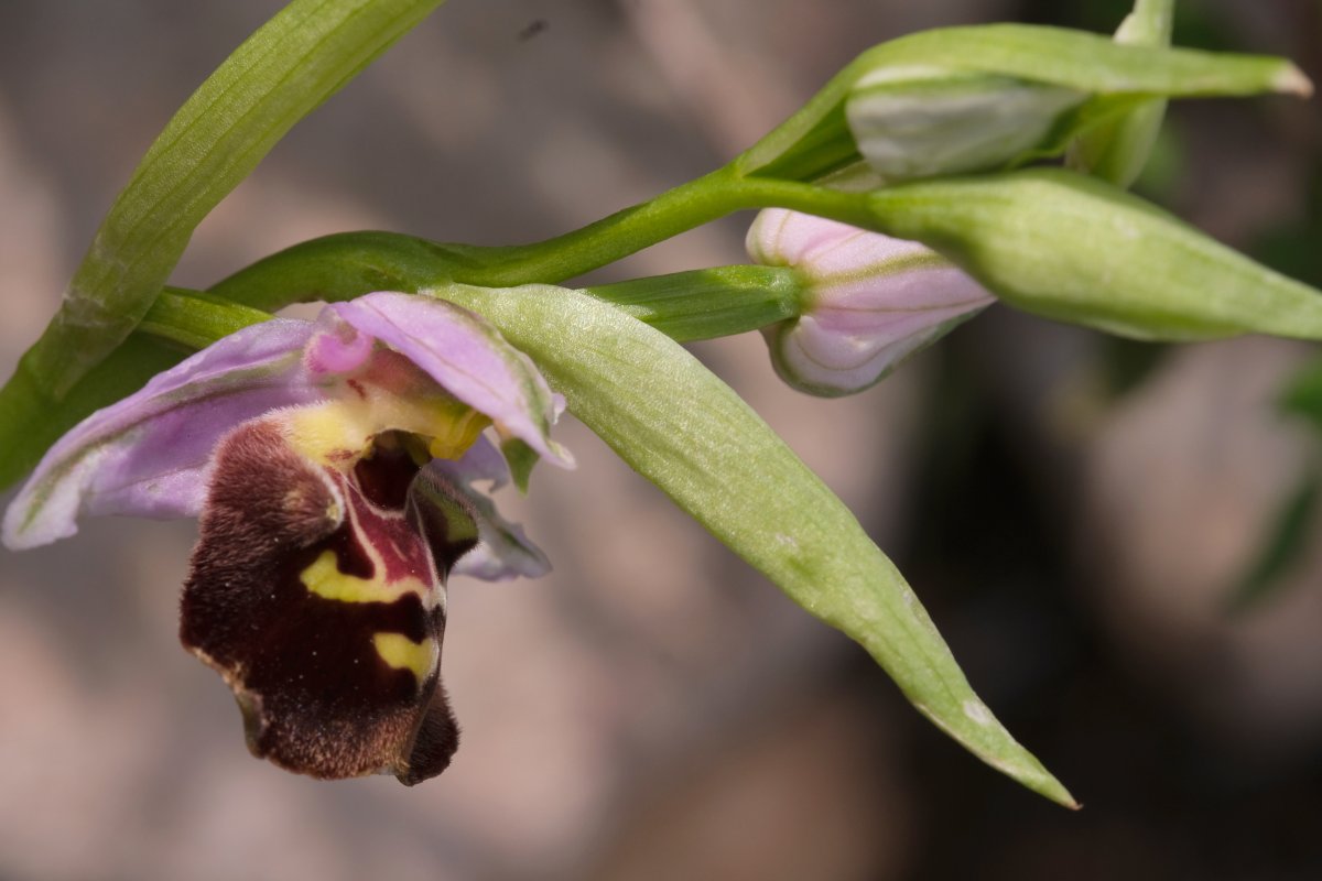 Ophrys lyciensis, la mia orchidea. Dalla Grecia con passione