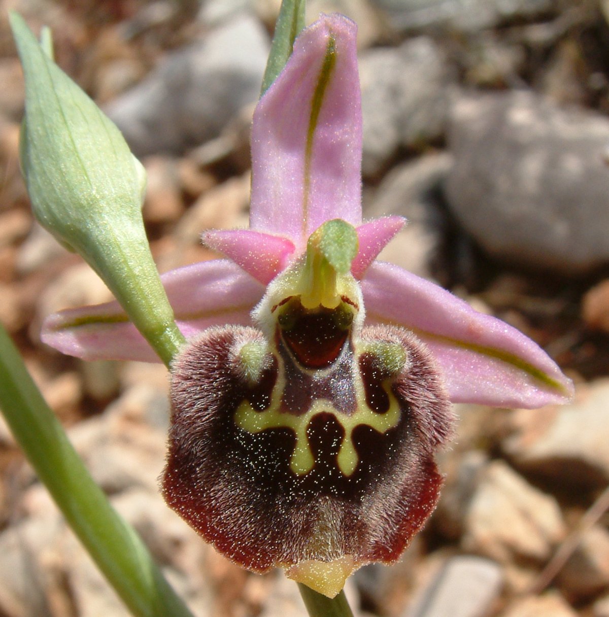 Ophrys lyciensis, la mia orchidea. Dalla Grecia con passione