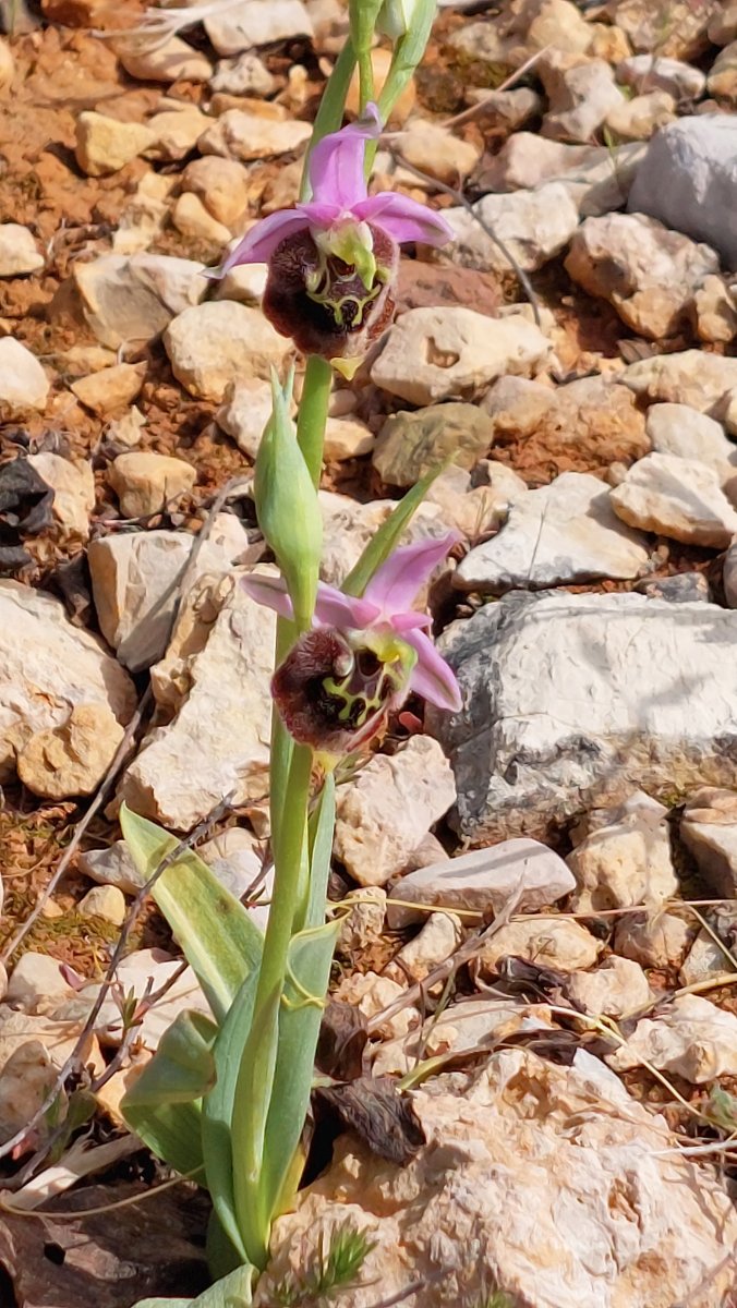 Ophrys lyciensis, la mia orchidea. Dalla Grecia con passione