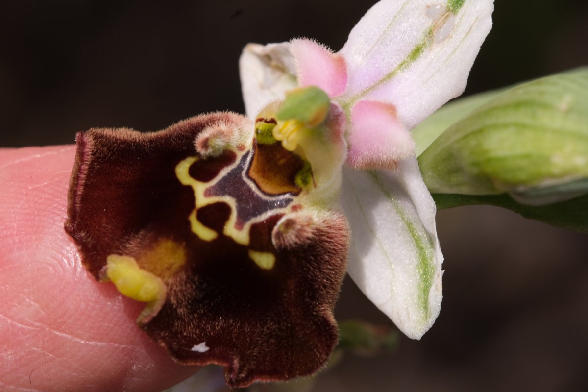 Ophrys lyciensis, la mia orchidea. Dalla Grecia con passione