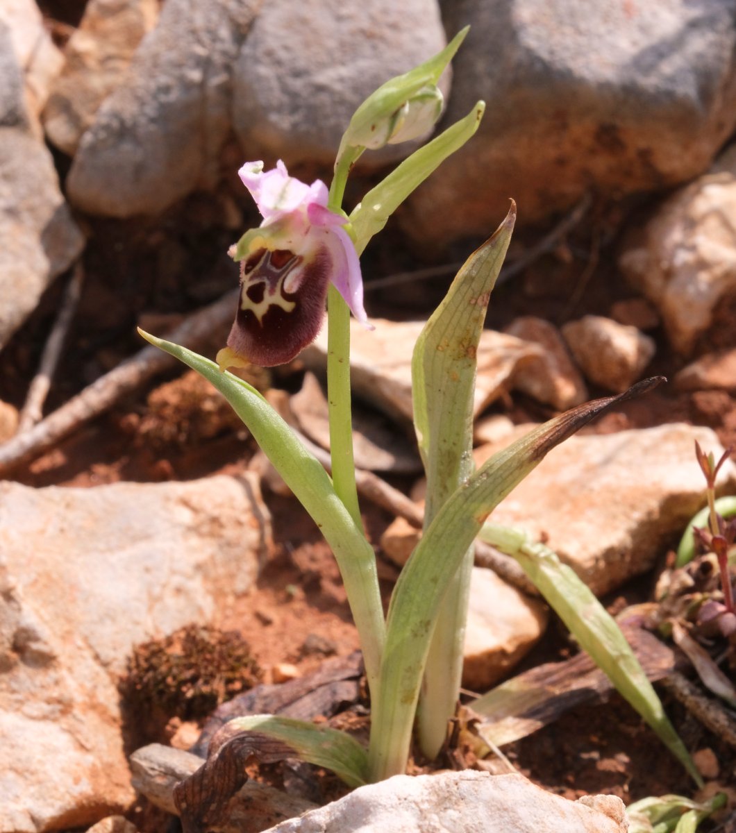 Ophrys lyciensis, la mia orchidea. Dalla Grecia con passione