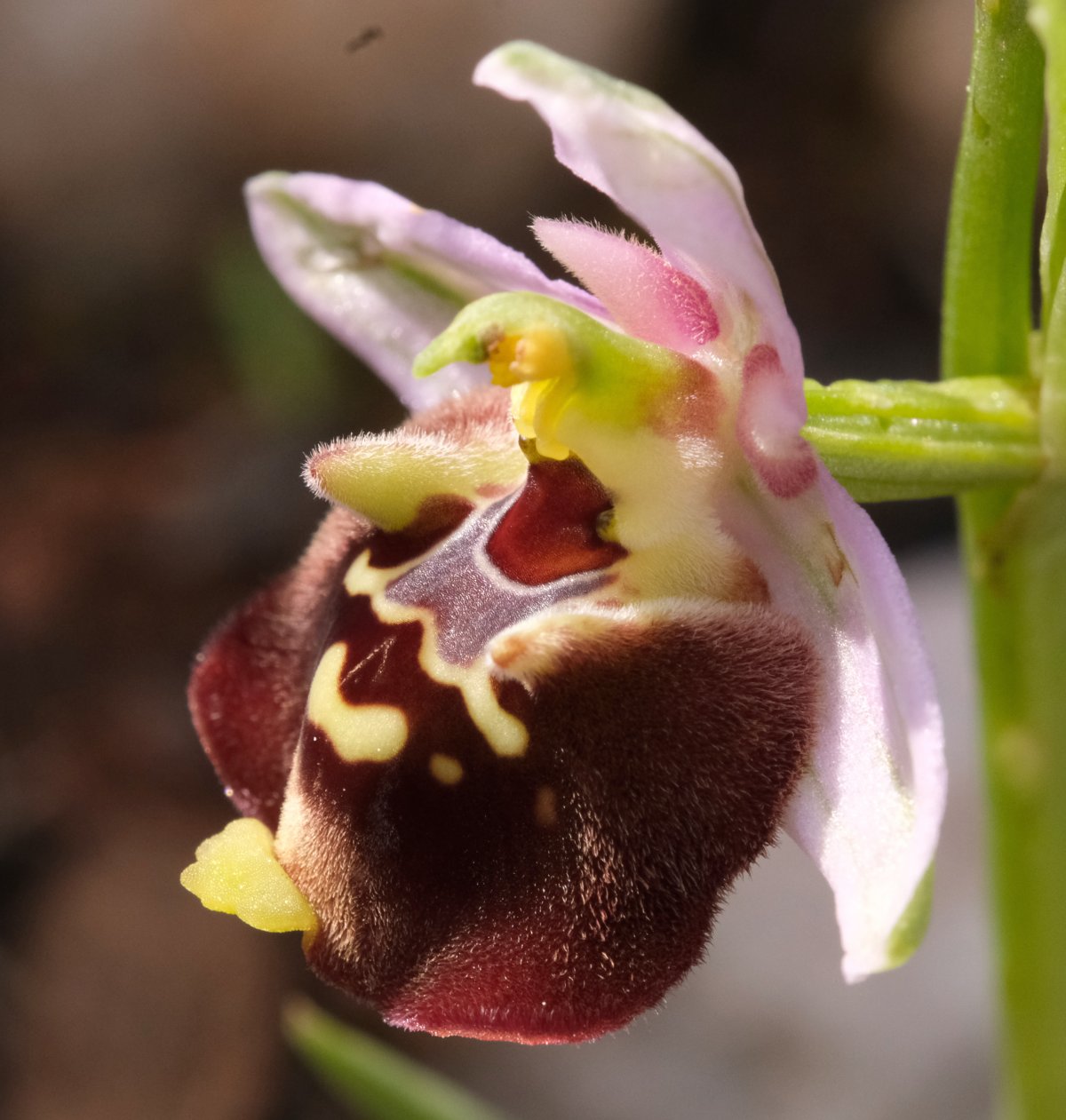 Ophrys lyciensis, la mia orchidea. Dalla Grecia con passione