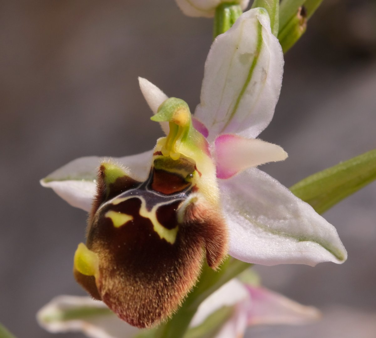 Ophrys lyciensis, la mia orchidea. Dalla Grecia con passione