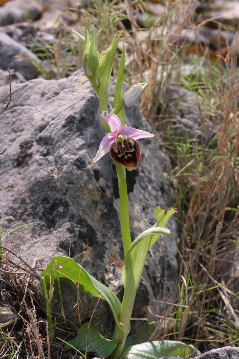 Ophrys lyciensis, la mia orchidea. Dalla Grecia con passione