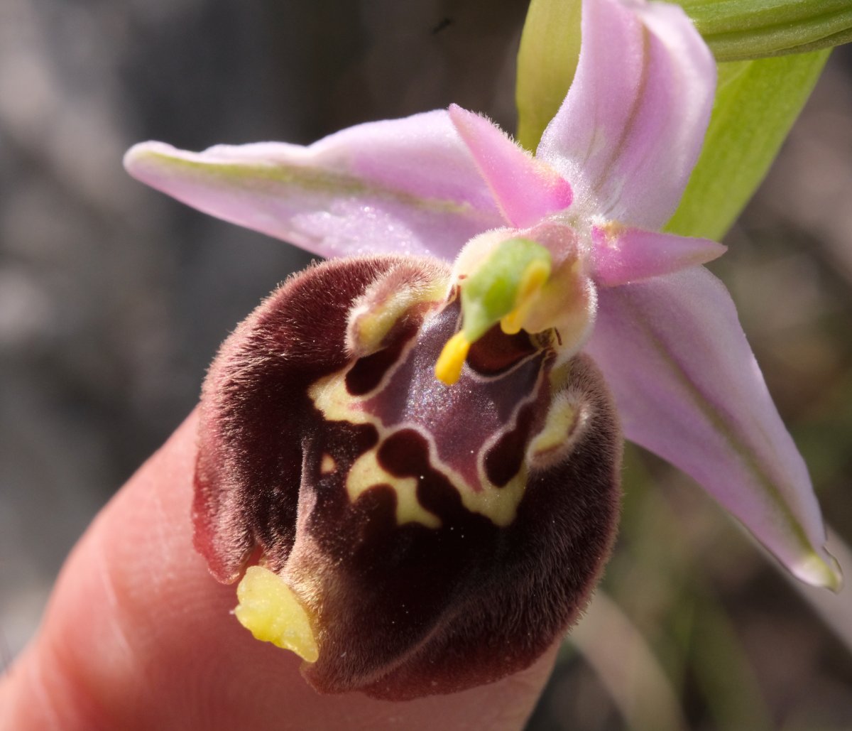 Ophrys lyciensis, la mia orchidea. Dalla Grecia con passione