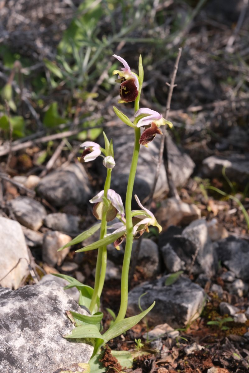 Ophrys lyciensis, la mia orchidea. Dalla Grecia con passione