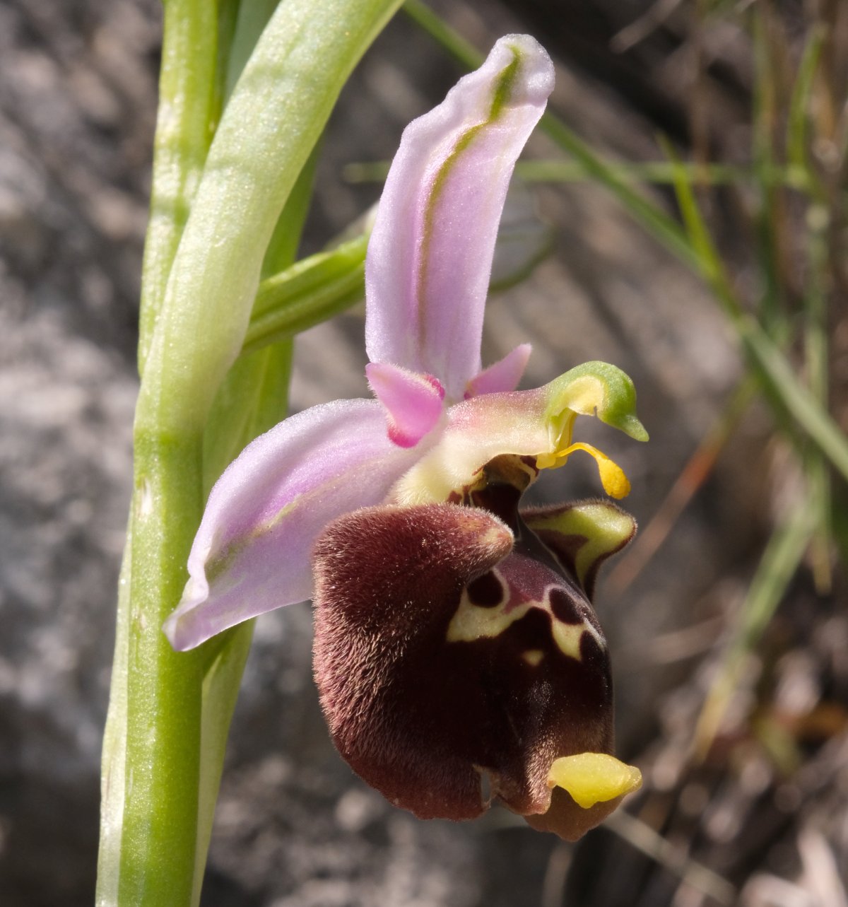 Ophrys lyciensis, la mia orchidea. Dalla Grecia con passione