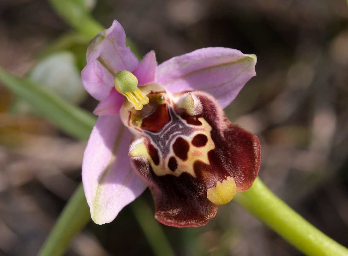 Ophrys lyciensis, la mia orchidea. Dalla Grecia con passione