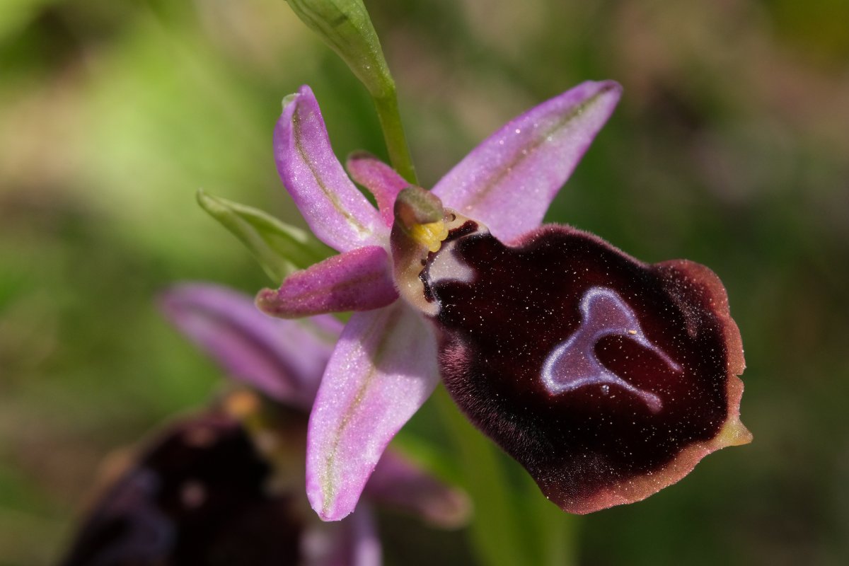 Due fotogeniche Ophrys e forse una novit  Dalla Grecia con passione