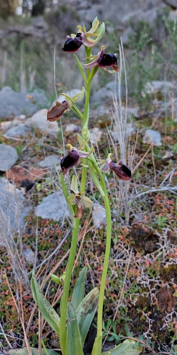 Due fotogeniche Ophrys e forse una novit  Dalla Grecia con passione