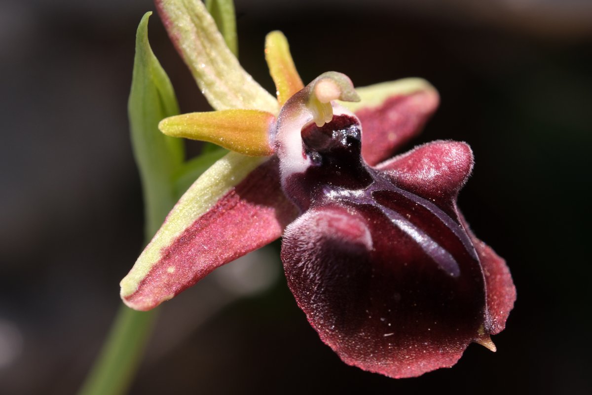 Due fotogeniche Ophrys e forse una novit  Dalla Grecia con passione