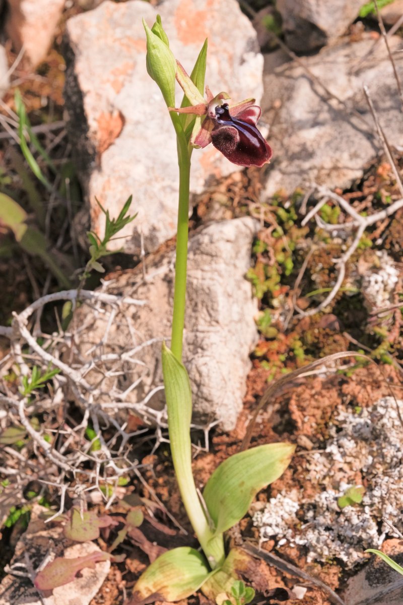 Due fotogeniche Ophrys e forse una novit  Dalla Grecia con passione