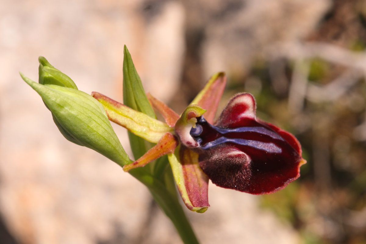 Due fotogeniche Ophrys e forse una novit  Dalla Grecia con passione