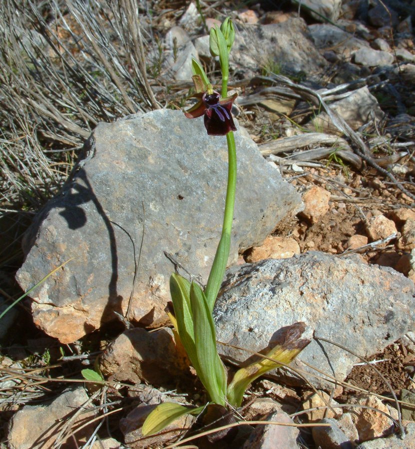 Due fotogeniche Ophrys e forse una novit  Dalla Grecia con passione