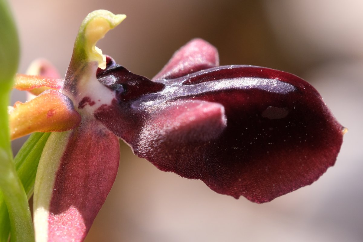 Due fotogeniche Ophrys e forse una novit  Dalla Grecia con passione