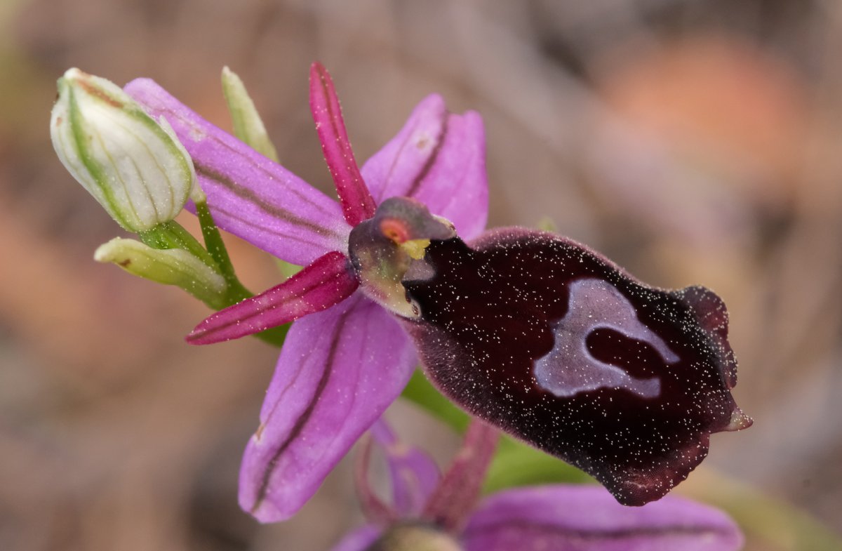 Due fotogeniche Ophrys e forse una novit  Dalla Grecia con passione