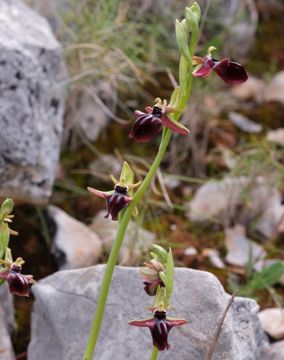 Due fotogeniche Ophrys e forse una novit  Dalla Grecia con passione