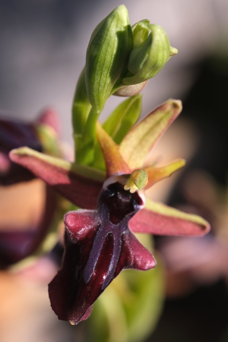 Due fotogeniche Ophrys e forse una novit  Dalla Grecia con passione