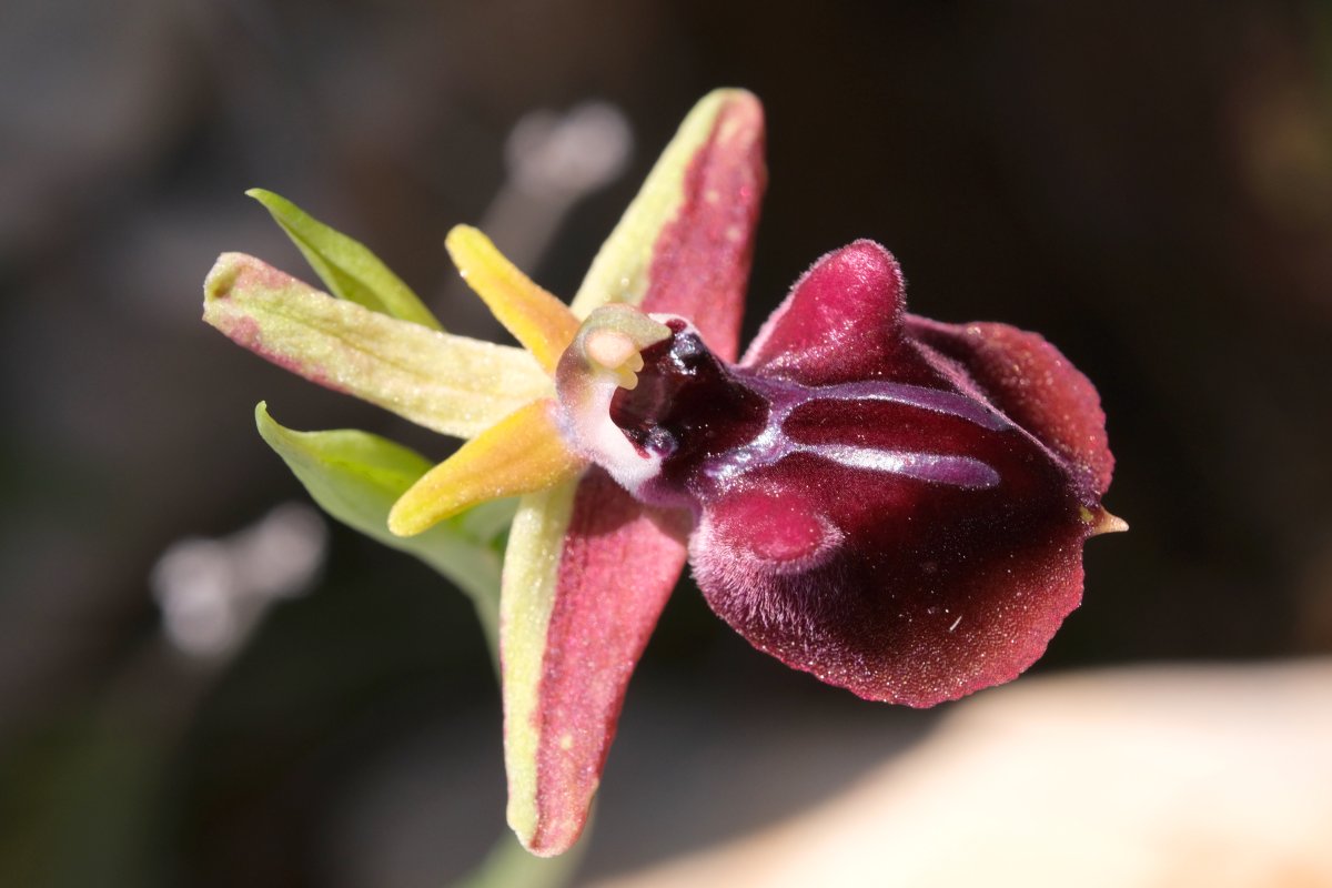 Due fotogeniche Ophrys e forse una novit  Dalla Grecia con passione