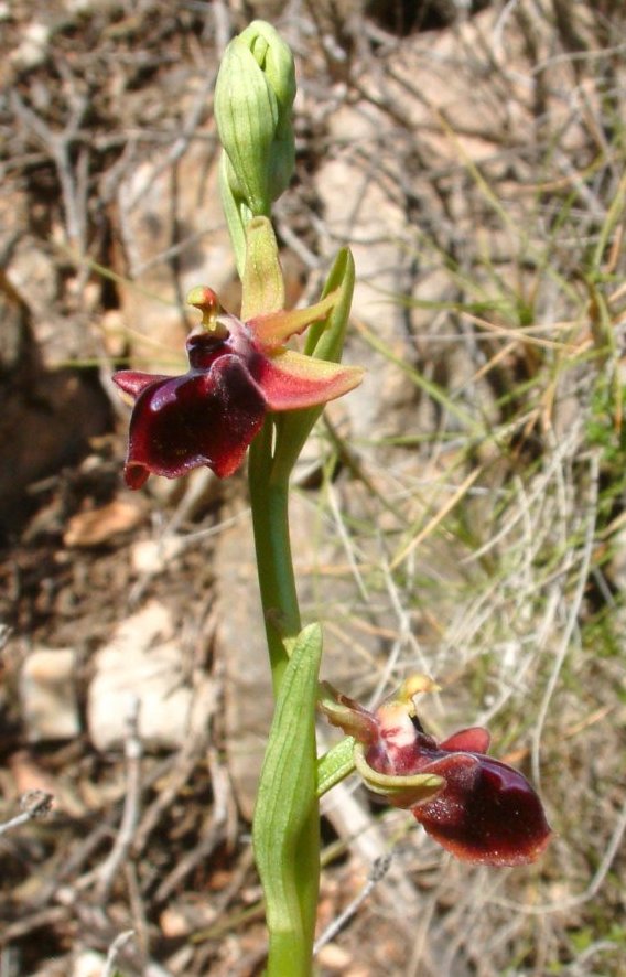 Due fotogeniche Ophrys e forse una novit  Dalla Grecia con passione