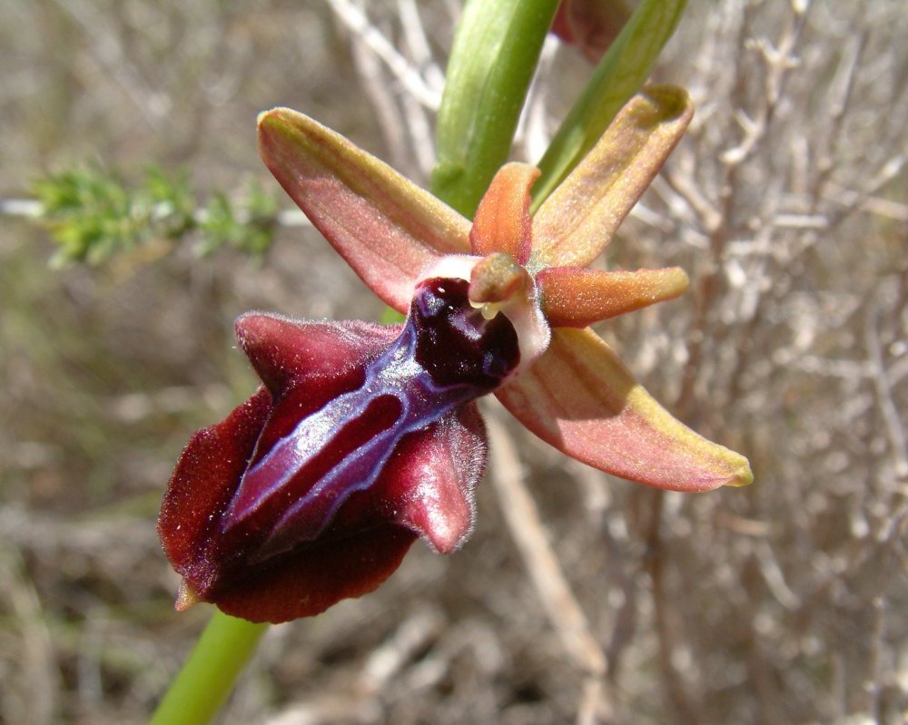 Due fotogeniche Ophrys e forse una novit  Dalla Grecia con passione