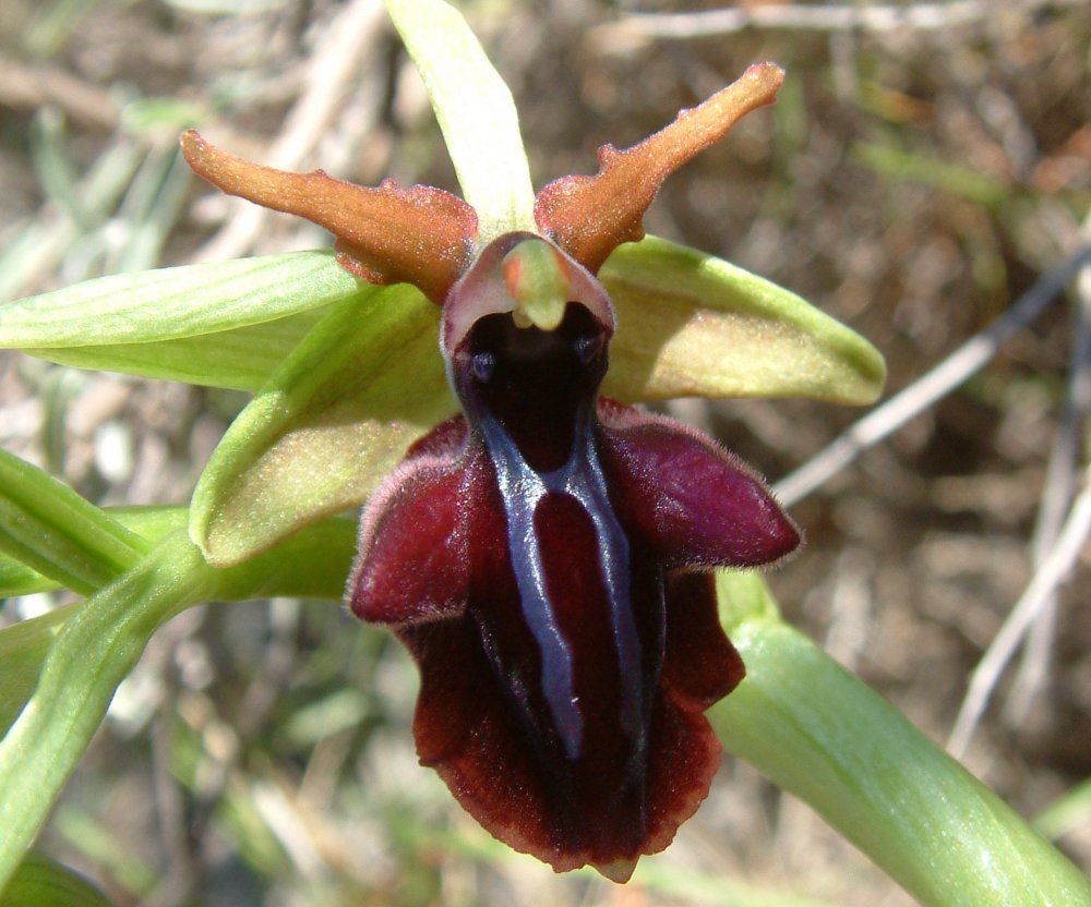 Due fotogeniche Ophrys e forse una novit  Dalla Grecia con passione