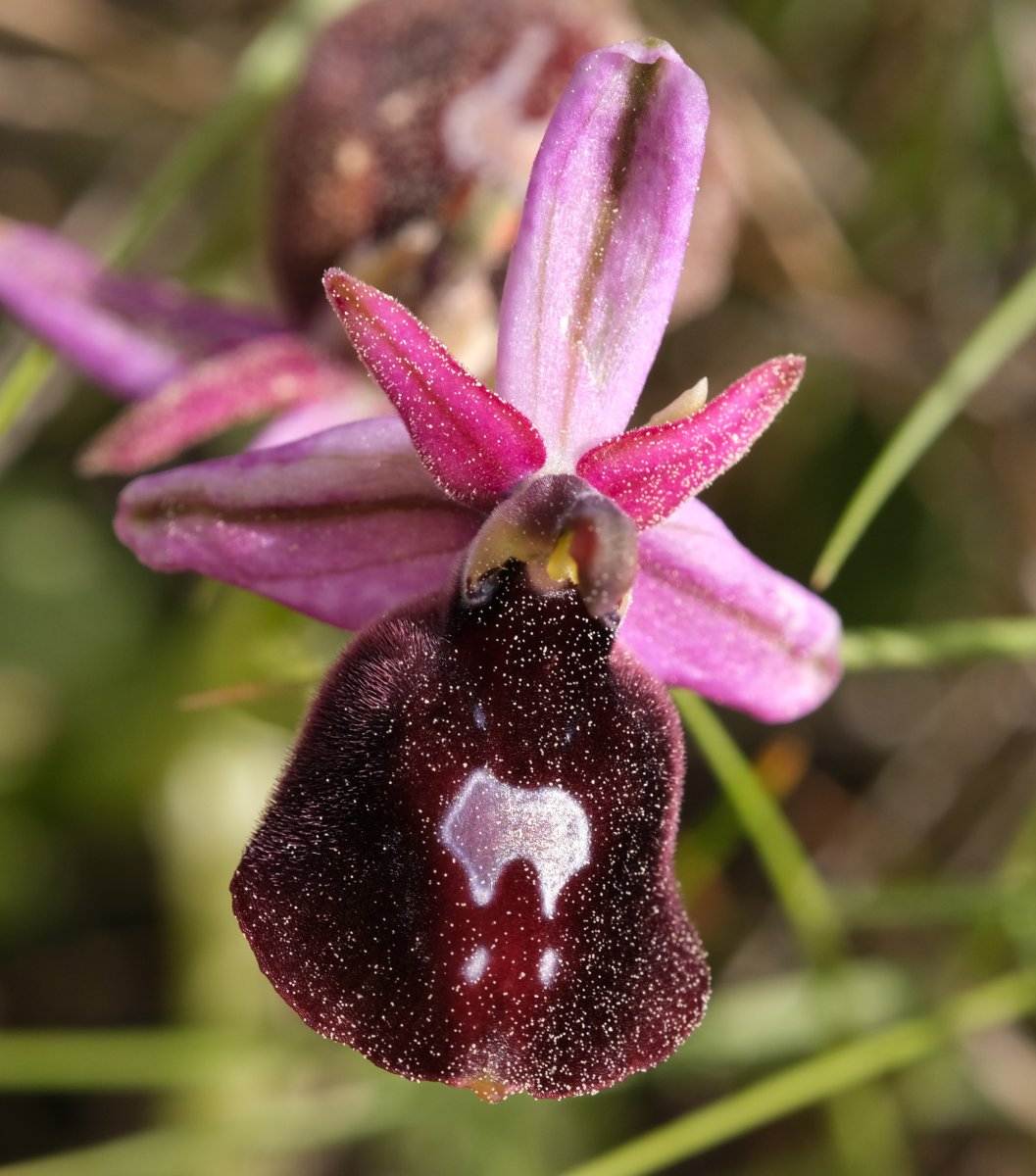 Due fotogeniche Ophrys e forse una novit  Dalla Grecia con passione