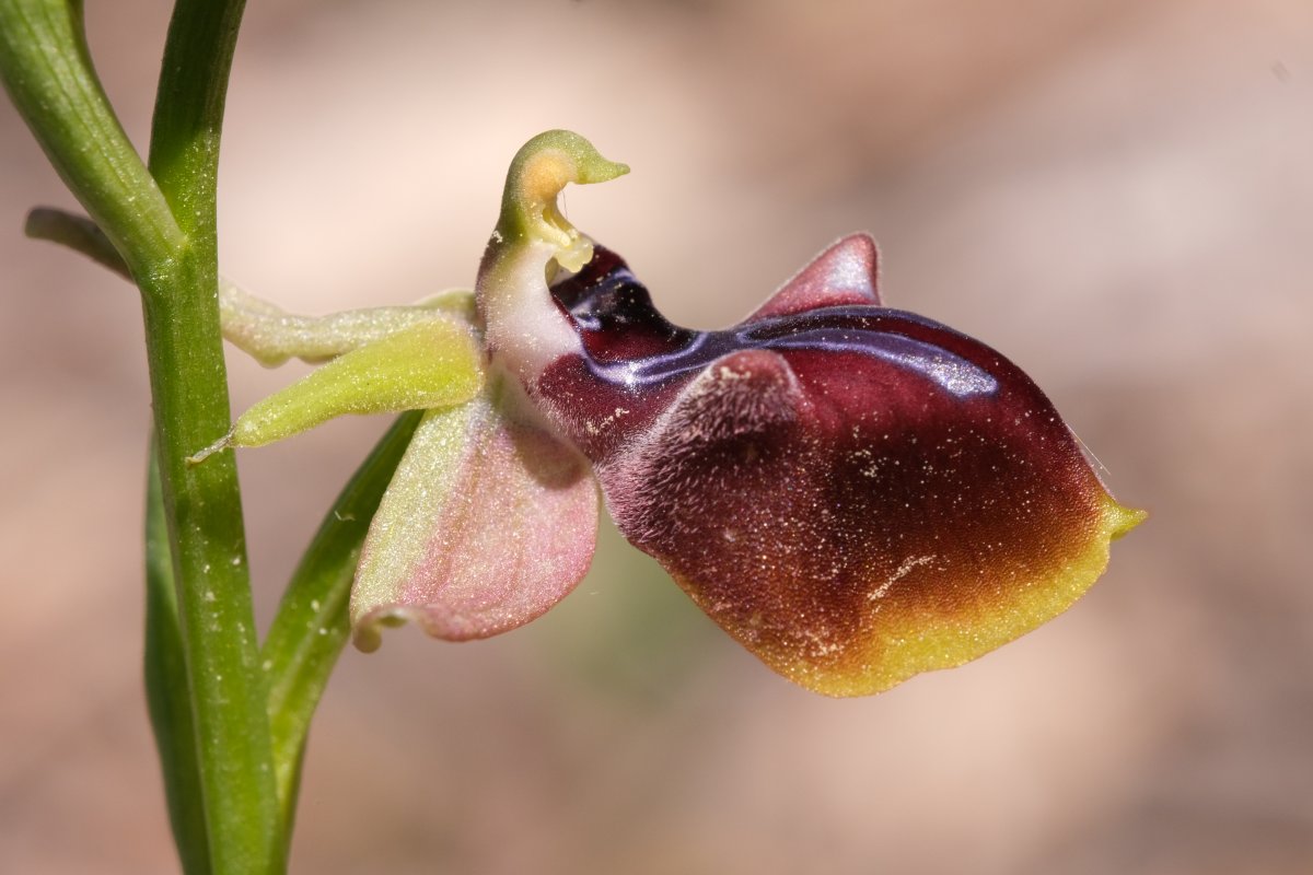 Due fotogeniche Ophrys e forse una novit  Dalla Grecia con passione