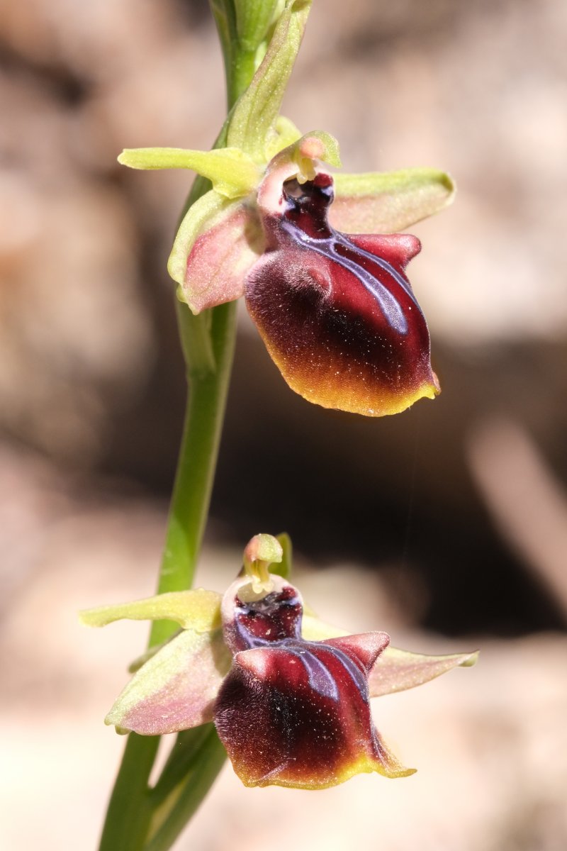 Due fotogeniche Ophrys e forse una novit  Dalla Grecia con passione