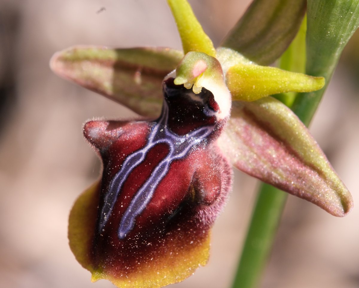 Due fotogeniche Ophrys e forse una novit  Dalla Grecia con passione