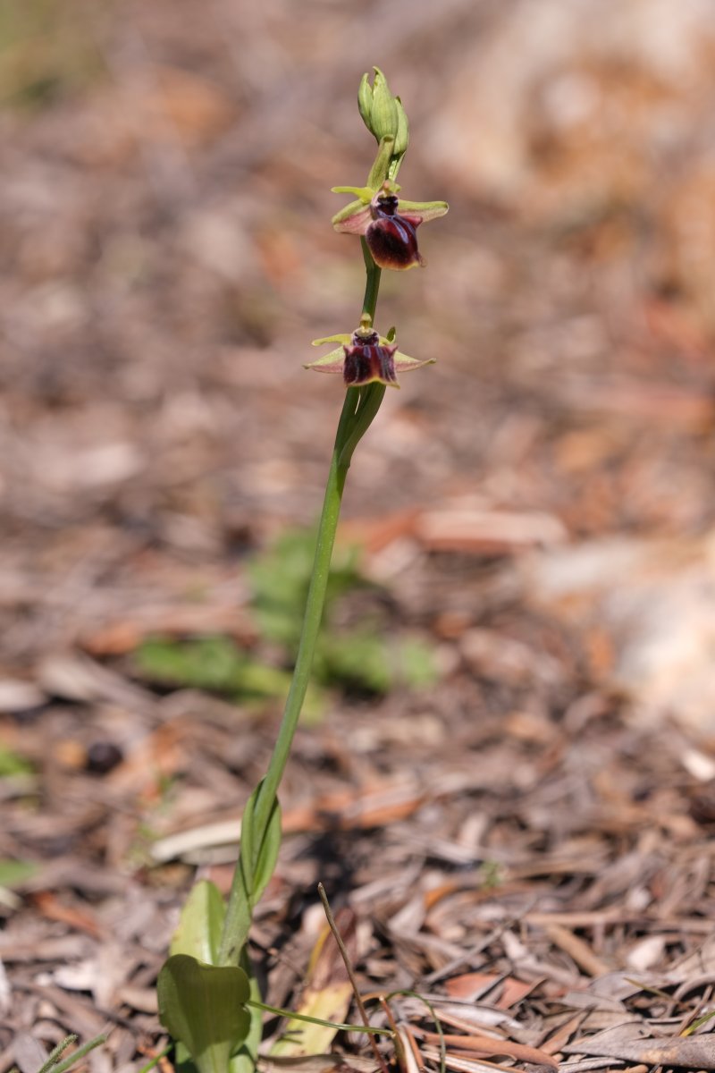 Due fotogeniche Ophrys e forse una novit  Dalla Grecia con passione