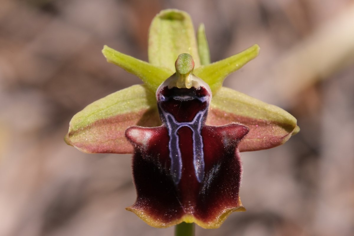 Due fotogeniche Ophrys e forse una novit  Dalla Grecia con passione