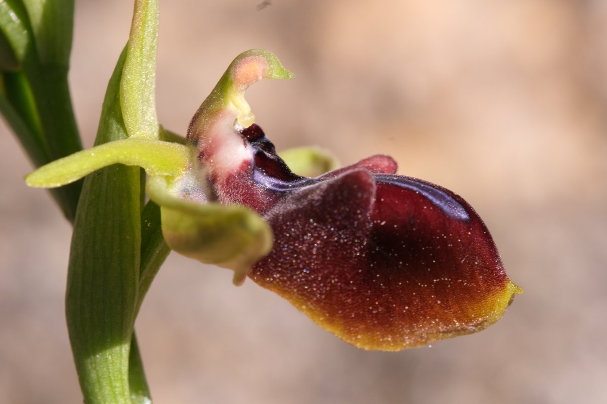 Due fotogeniche Ophrys e forse una novit  Dalla Grecia con passione