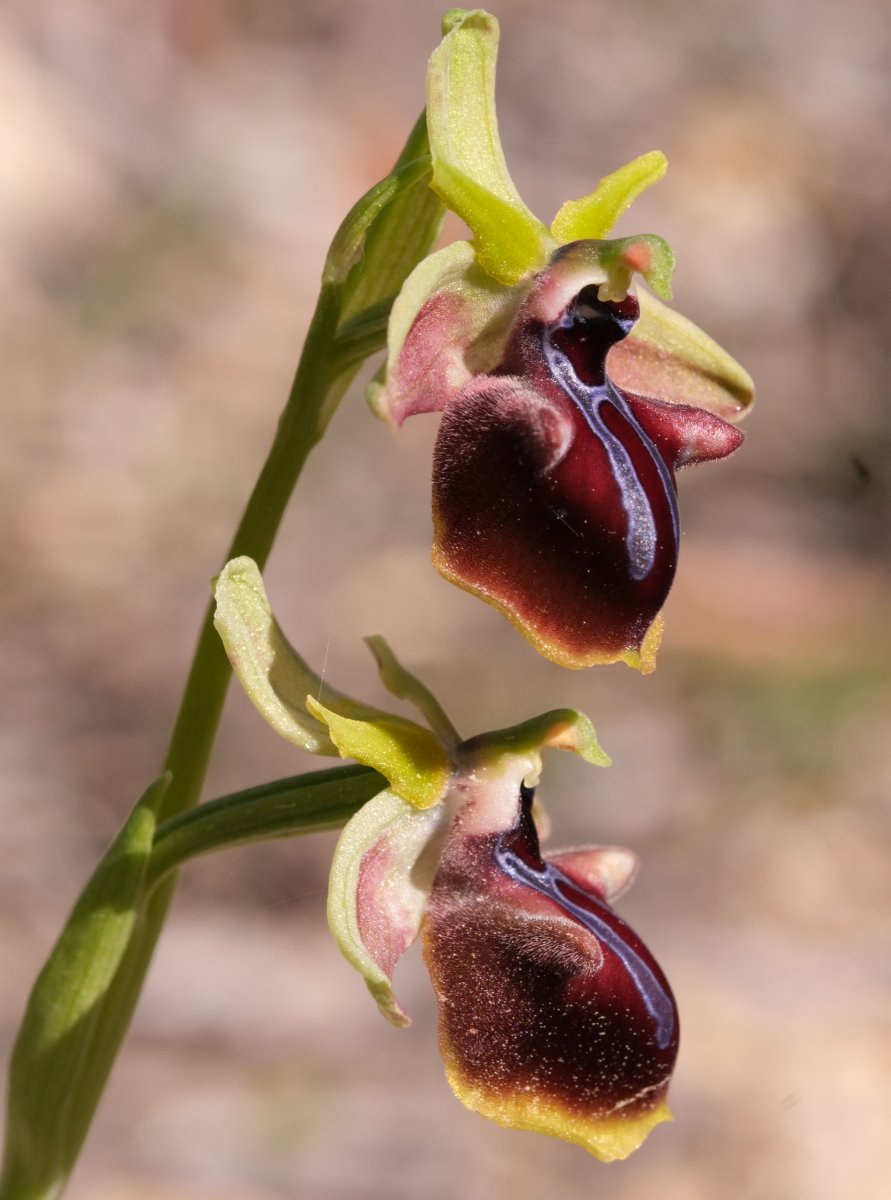 Due fotogeniche Ophrys e forse una novit  Dalla Grecia con passione