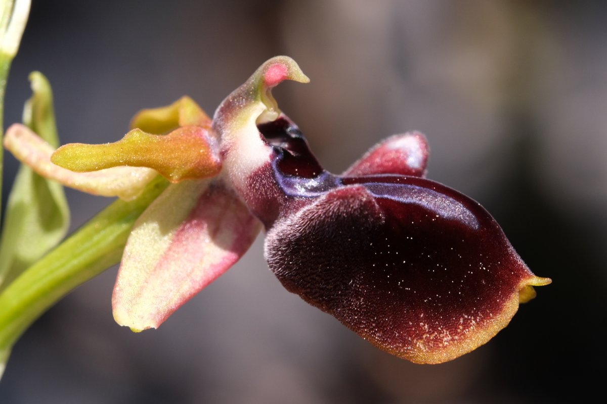 Due fotogeniche Ophrys e forse una novit  Dalla Grecia con passione