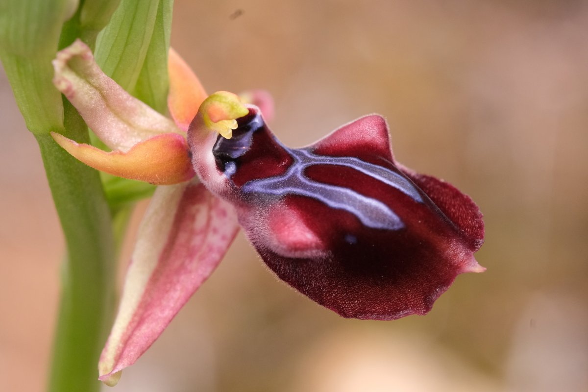 Due fotogeniche Ophrys e forse una novit  Dalla Grecia con passione